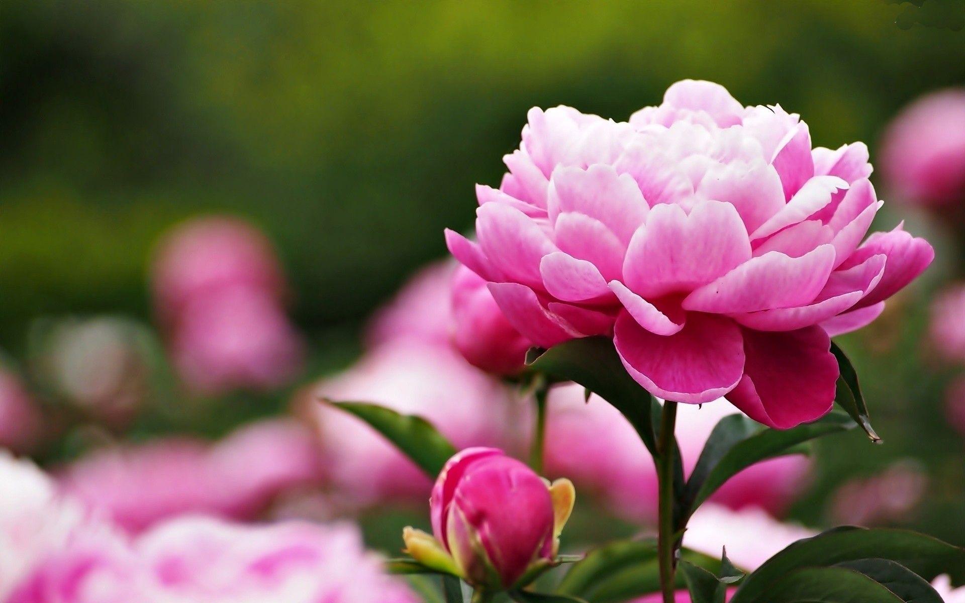 Peony Desktop Wallpapers - Top Free Peony Desktop Backgrounds - WallpaperAccess