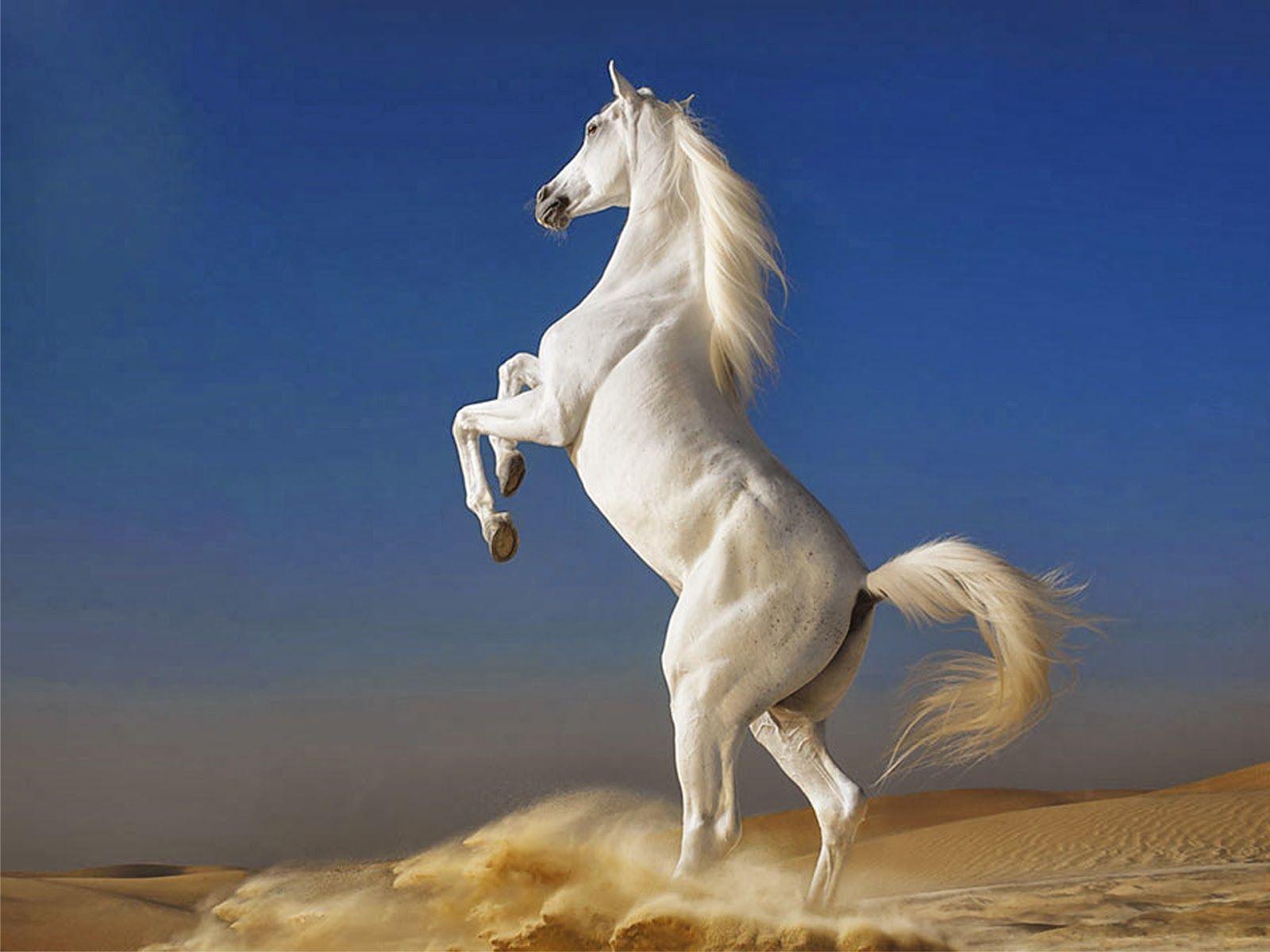 Hình nền ngựa trắng 1600x1200 - hình nền máy tính đẹp 2014