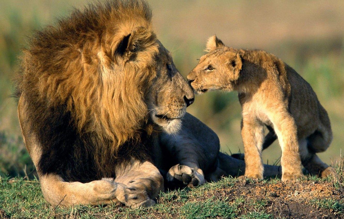 1332x850 Wallpaper cats, animals, Wallpaper, Leo, nose, father, wallpaper, lion, son, dad image for desktop, section животные