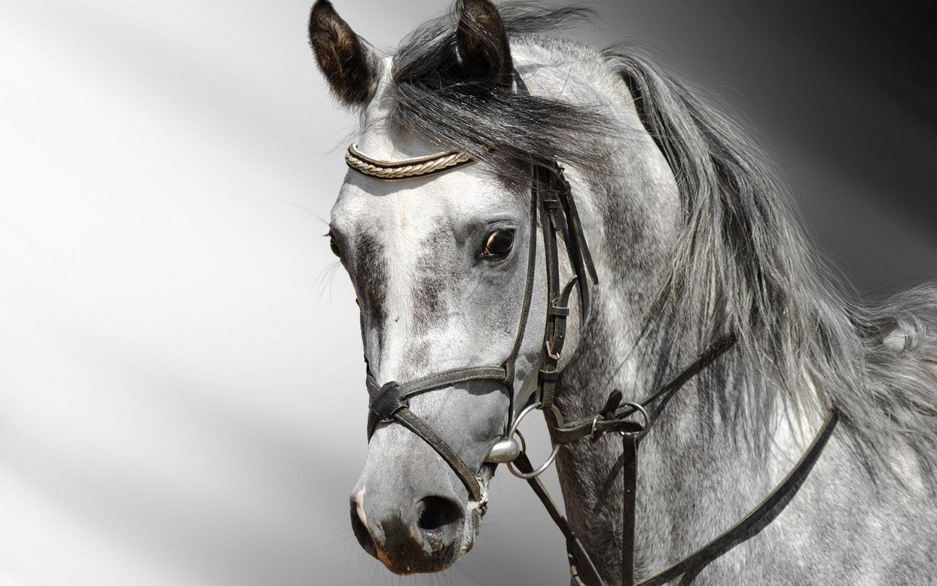 Hình nền con ngựa 3D đen trắng 1920x1200.  Hình nền động vật và chim HD