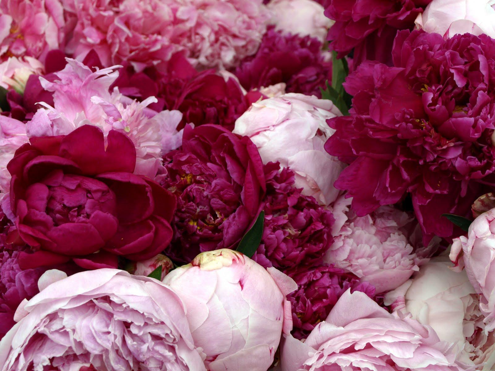 1600x1200 High Resolution Peony Flower