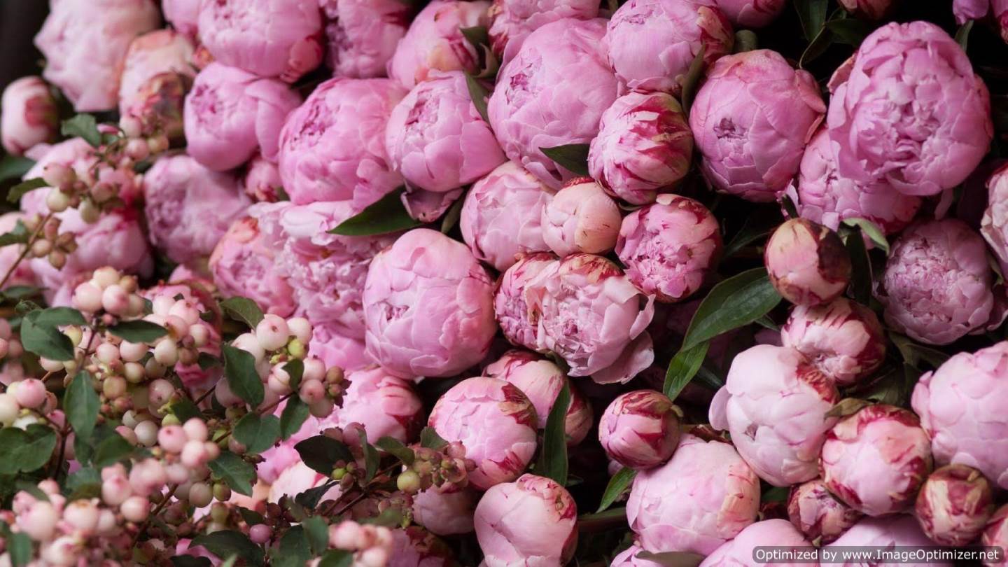 1440x810 Peony Desktop Wallpaper. Free HD Wallpaper