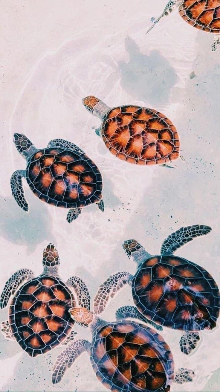 736x1308 beautiful turtles phone wallpaper