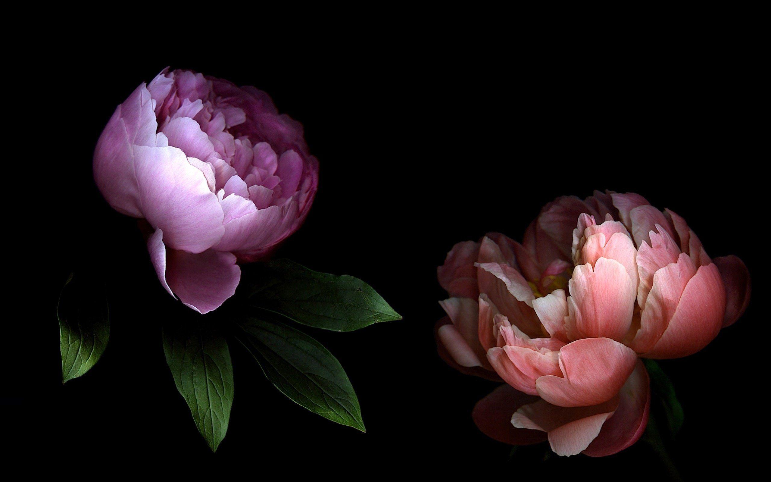 2560x1600 TOP 50 Peony Wallpaper for PC & Mac, Laptop, Tablet, Mobile Phone