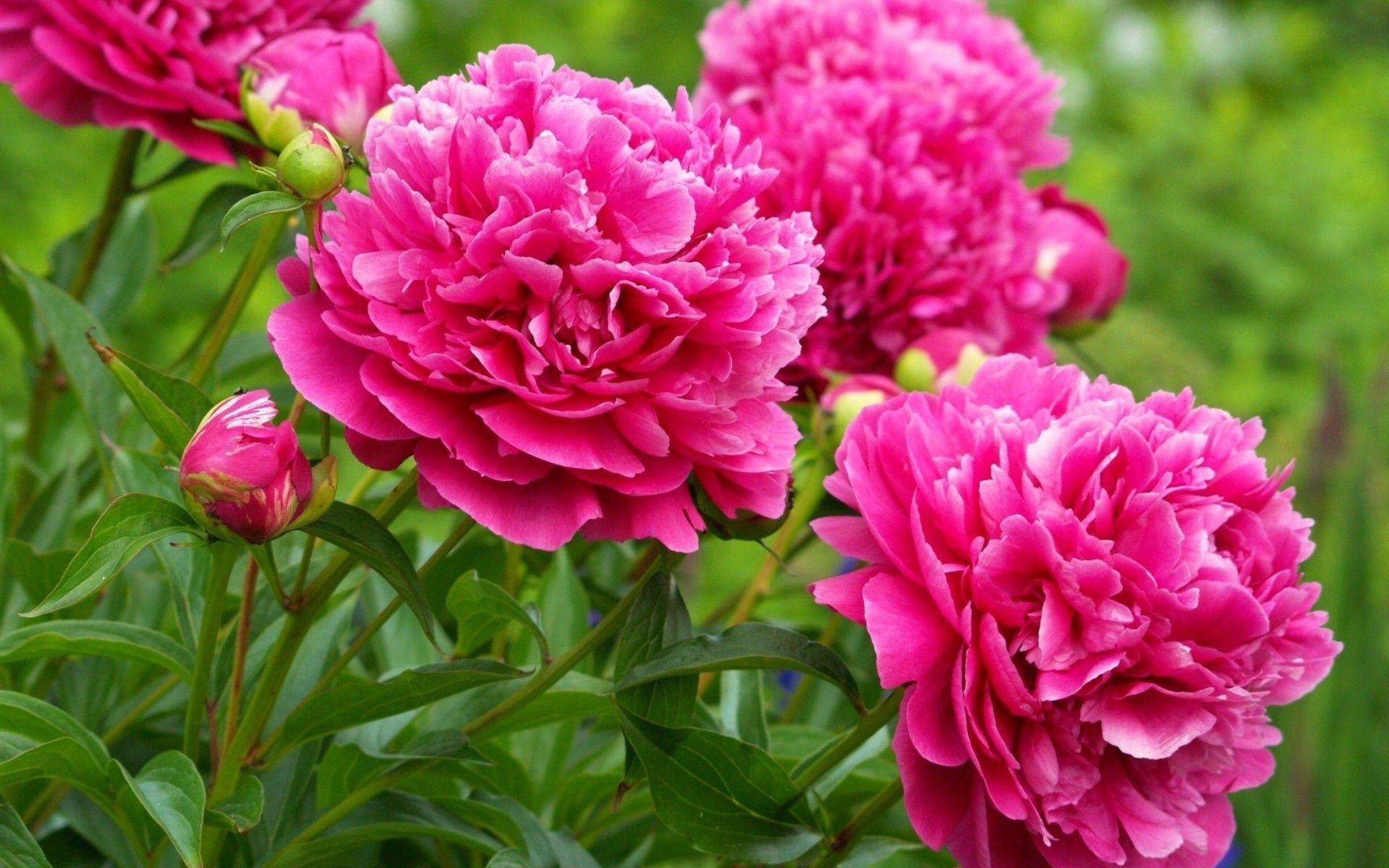 1920x1200 Peony Desktop Wallpaper