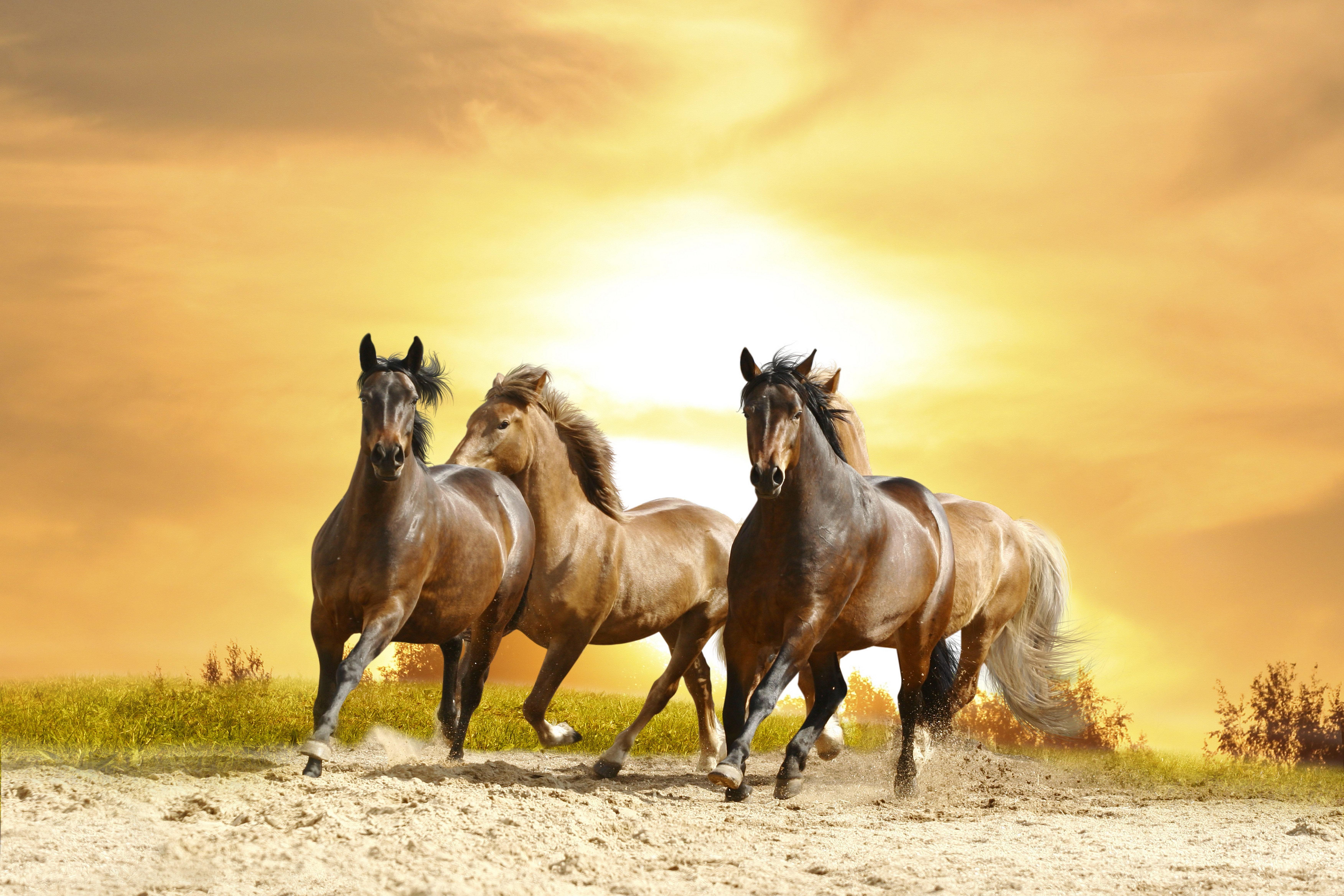 Wild Horses Wallpapers Top Free Wild Horses Backgrounds WallpaperAccess