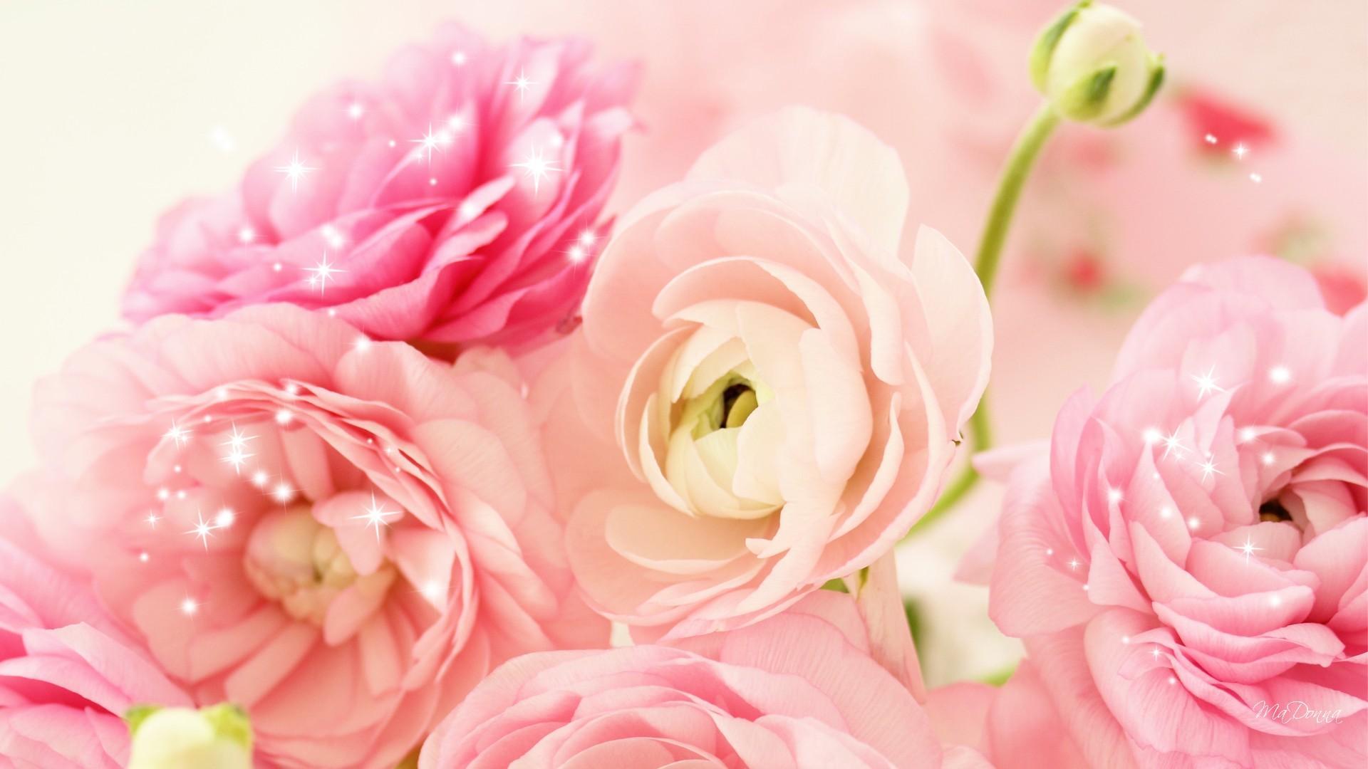 1920x1080 Peony Desktop Wallpaper