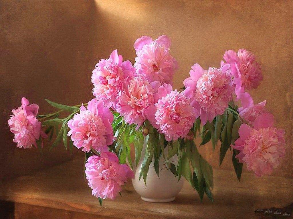 1024x768 Flowers Beauty Peonies Pink Peony Desktop Rose Flower Wallpaper