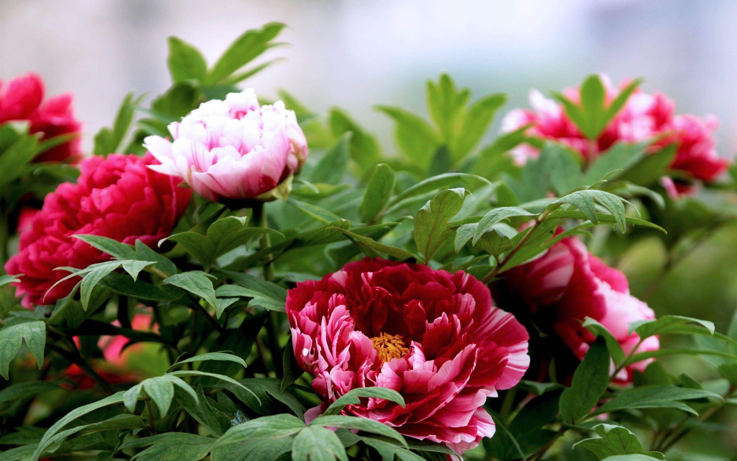 2560x1600 Desktop Wallpaper Peonies