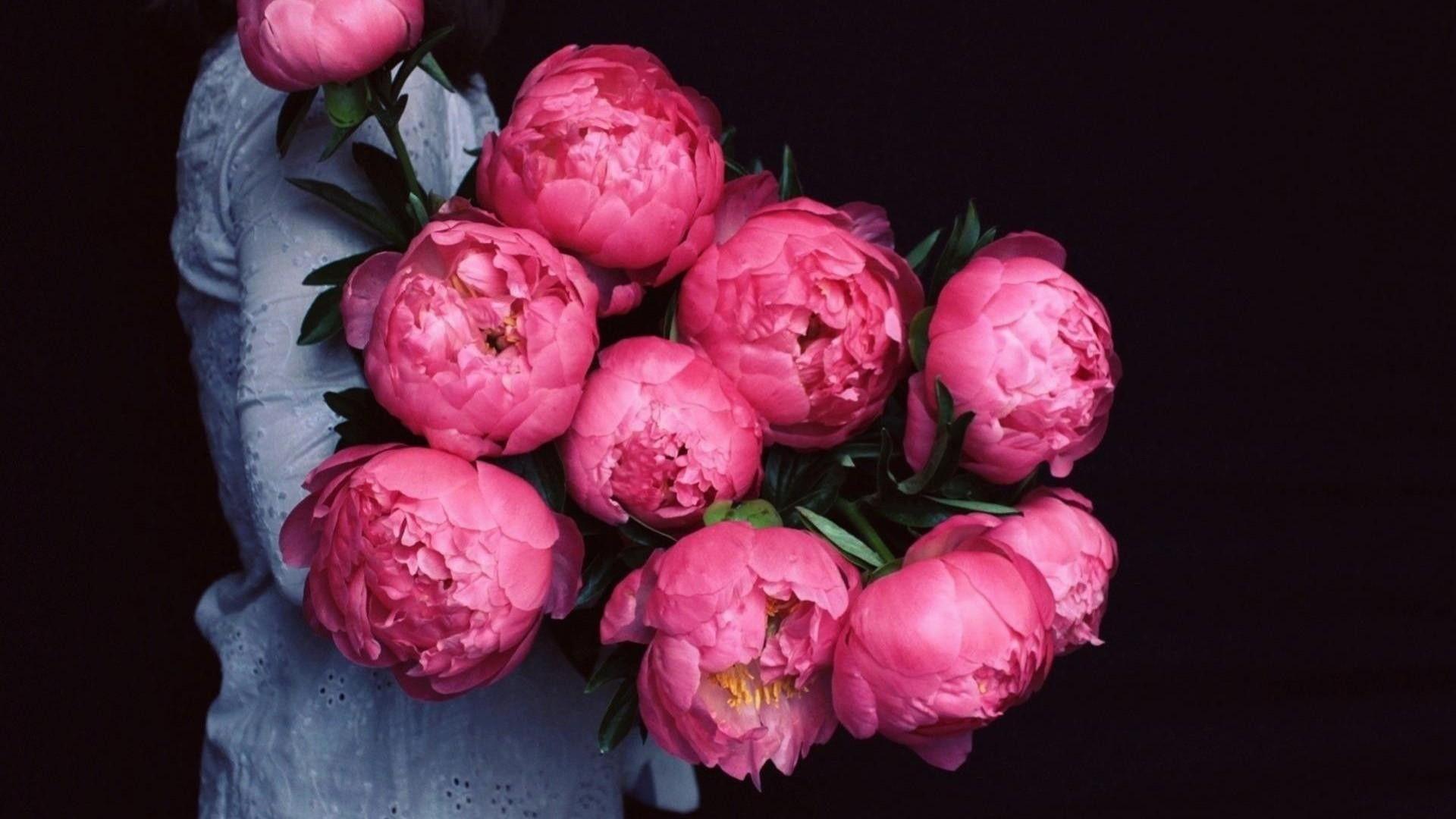 Peony Desktop Wallpapers - Top Free Peony Desktop Backgrounds