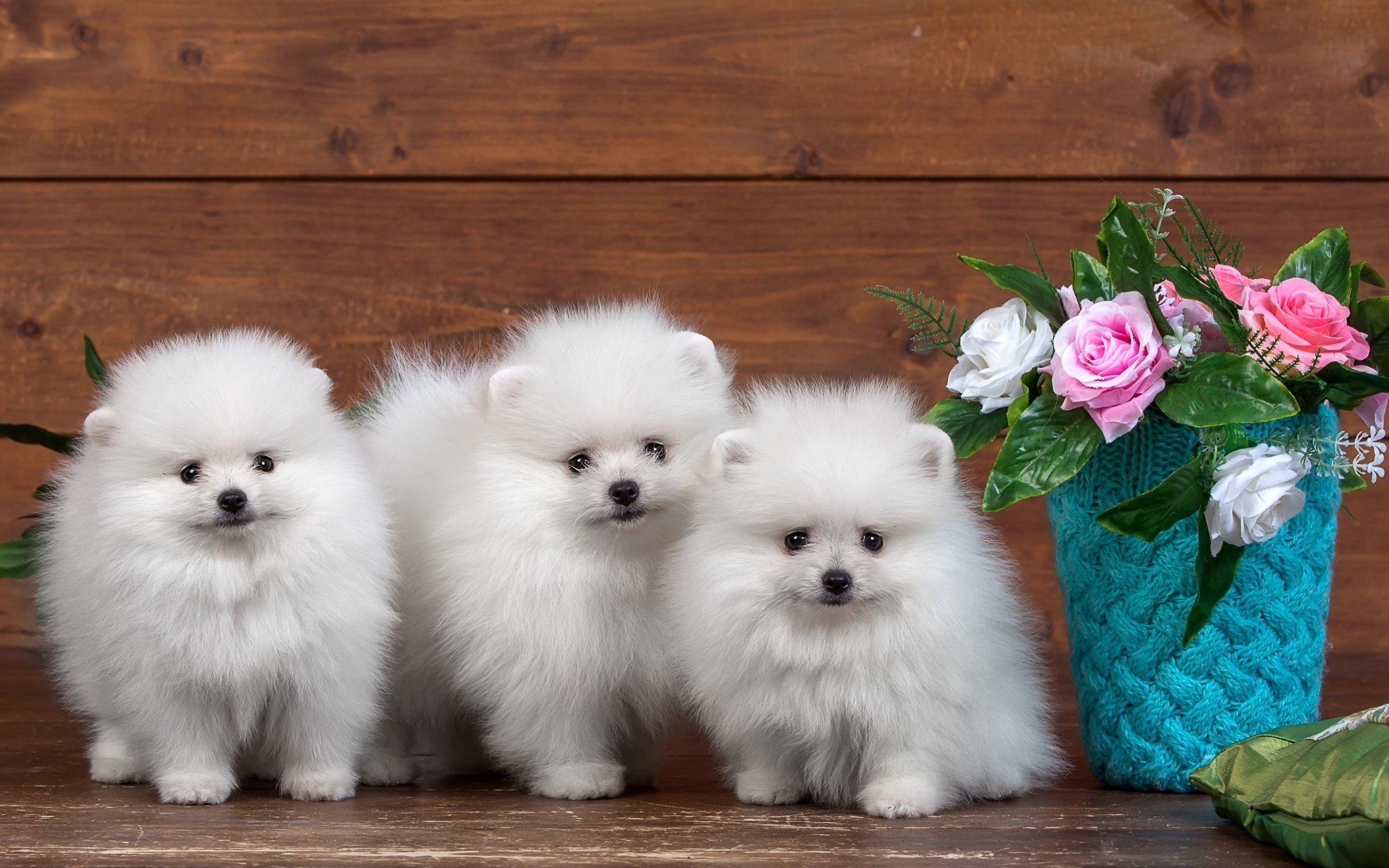 2880x1800 Ilmu Pengetahuan 10: Dog Image HD Wallpaper Download