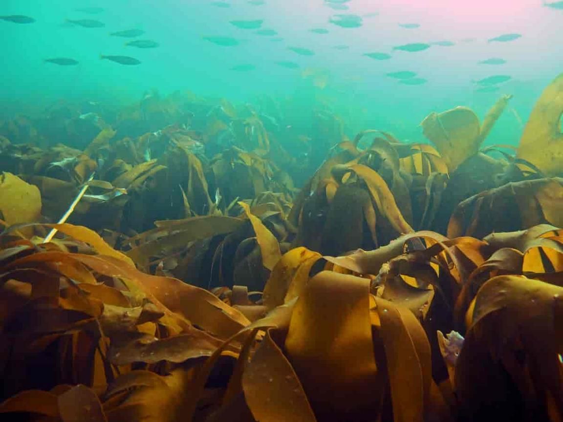 1152x864 Restoration of kelp, Laminaria hyperborea. University of Gothenburg