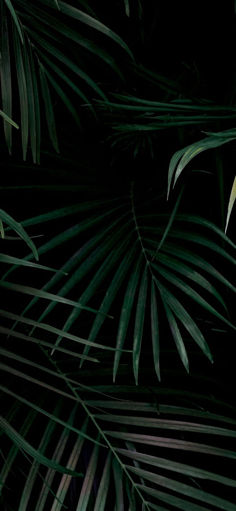 800x1732 HD pixel wallpaper