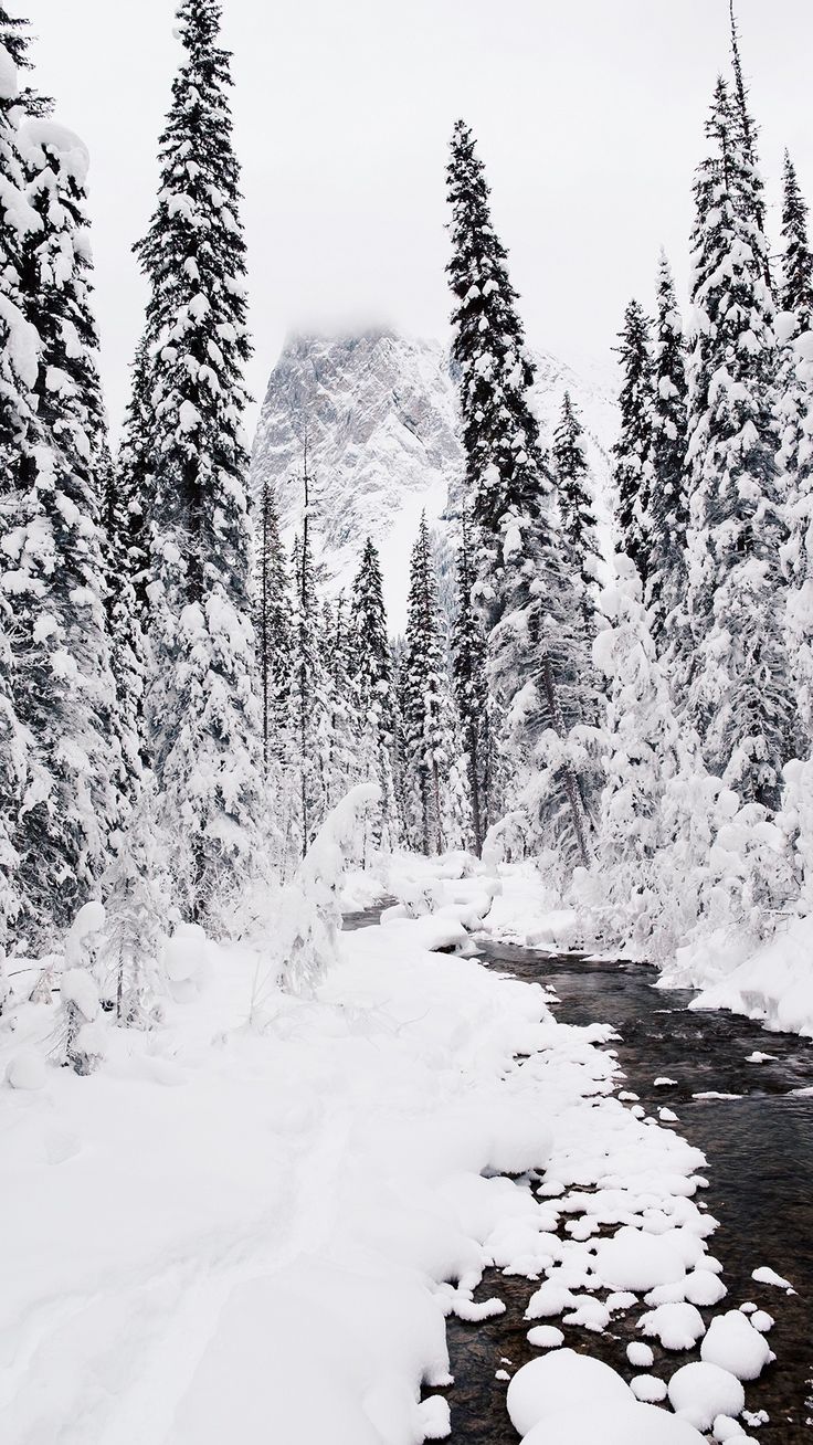 736x1308 Winter Wallpaper for your phone ⛄
