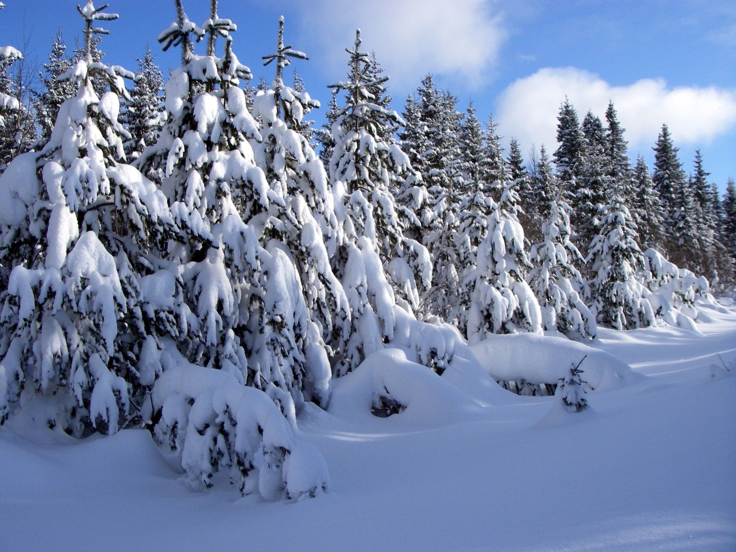 2816x2112 Young pine trees covered in heavy