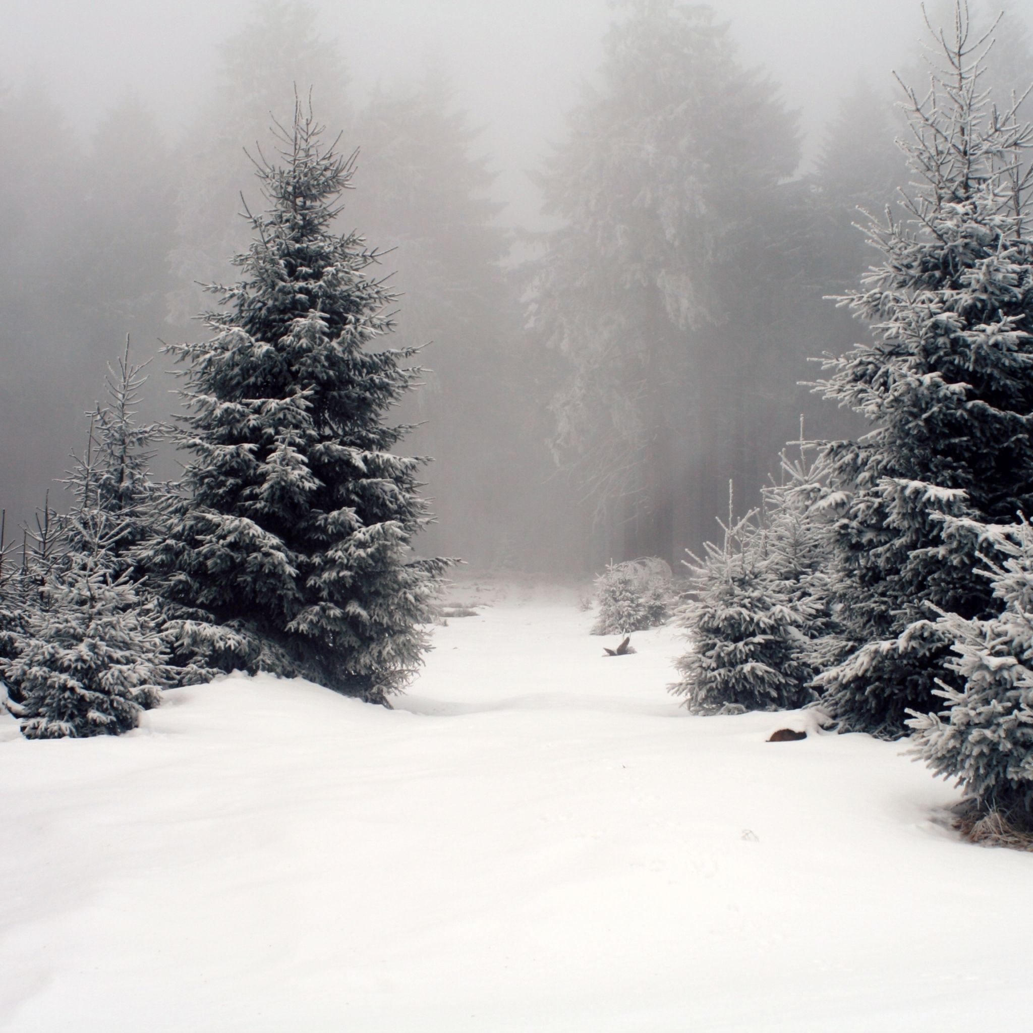 2048x2048 Heavy Snow Pine Forest iPad Air Wallpaper Free Download