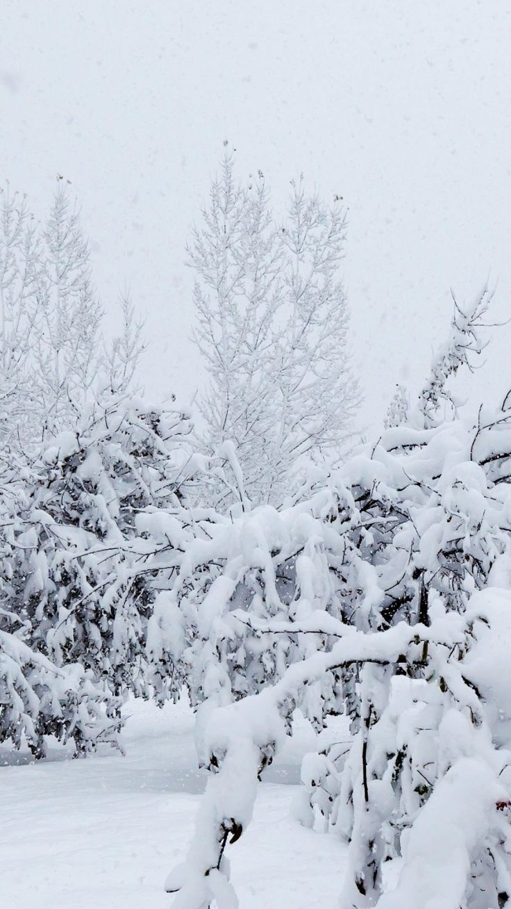 736x1308 Heavy snow fall