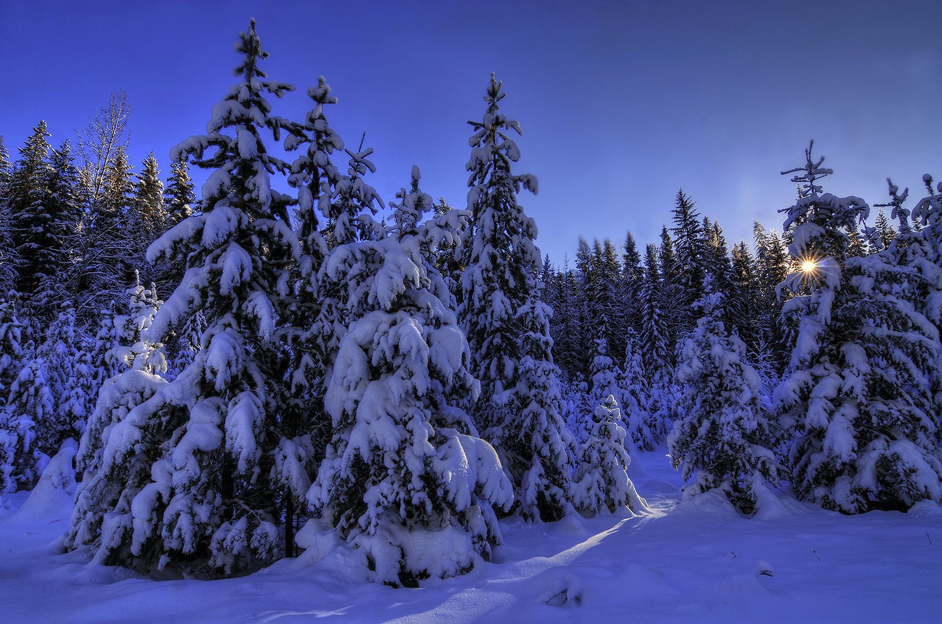1920x1272 Desktop wallpaper: Earth, Winter, Forest, Pine, Snow, Tree 4K free download for PC. 777032
