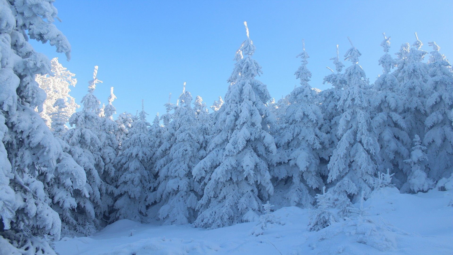 1920x1080 Snow Covered Spruce Trees In Forest Under Blue Sky 4K HD Winter Wallpaper