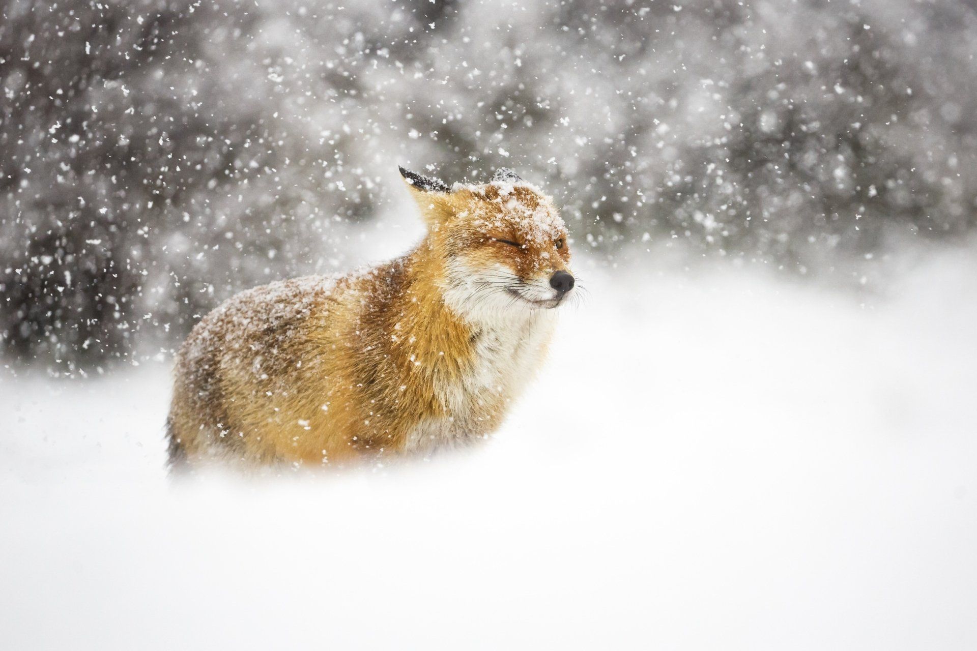 1920x1280 Winter Fox: Serene Snowfall HD Wallpaperx1667
