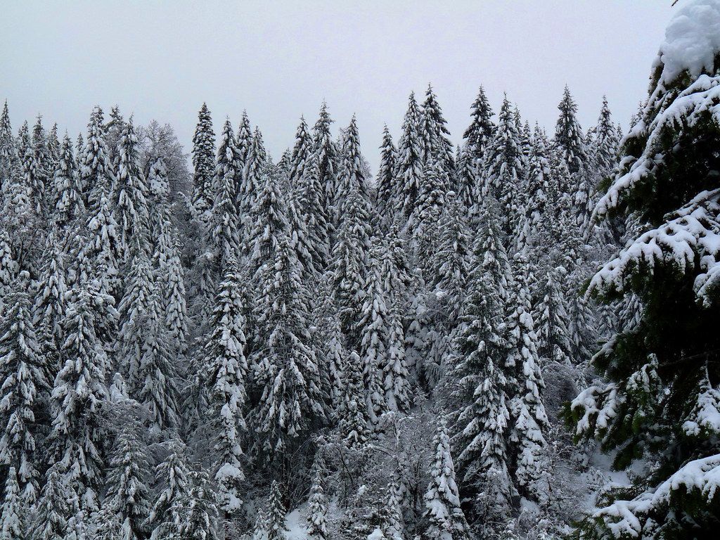 1024x768 Heavy snow on trees
