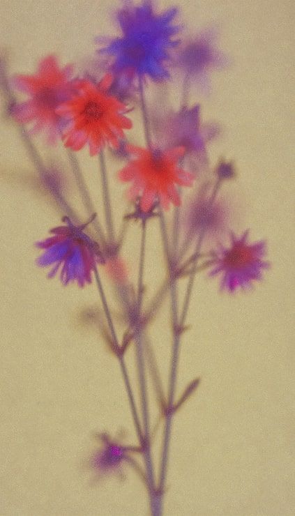423x740 Y2k flowers Image