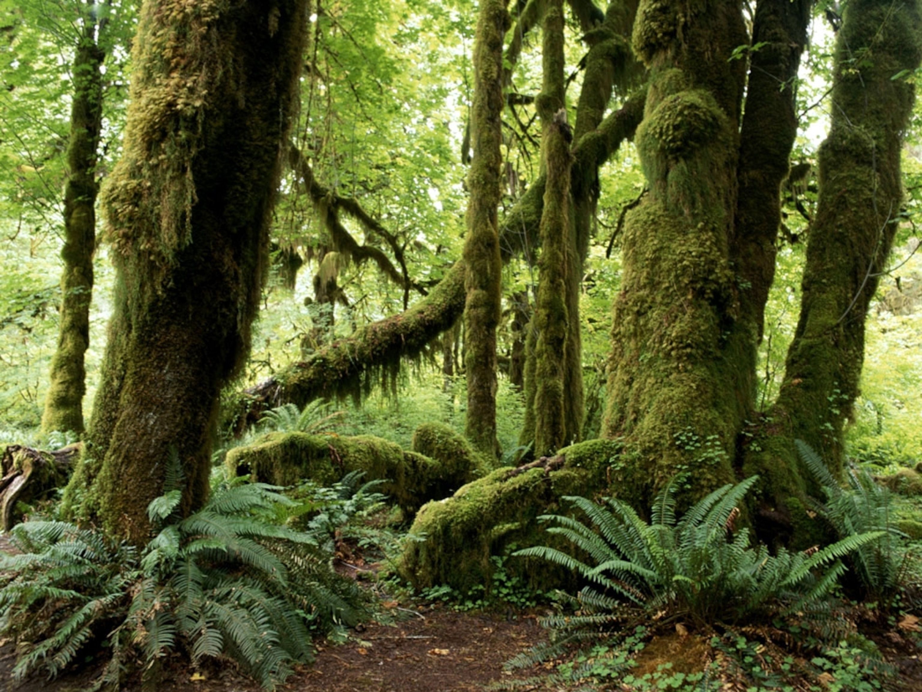 3072x2306 Habitats - Temperate Rain Forest Picture, Wallpaper, Downloads - National Geographic