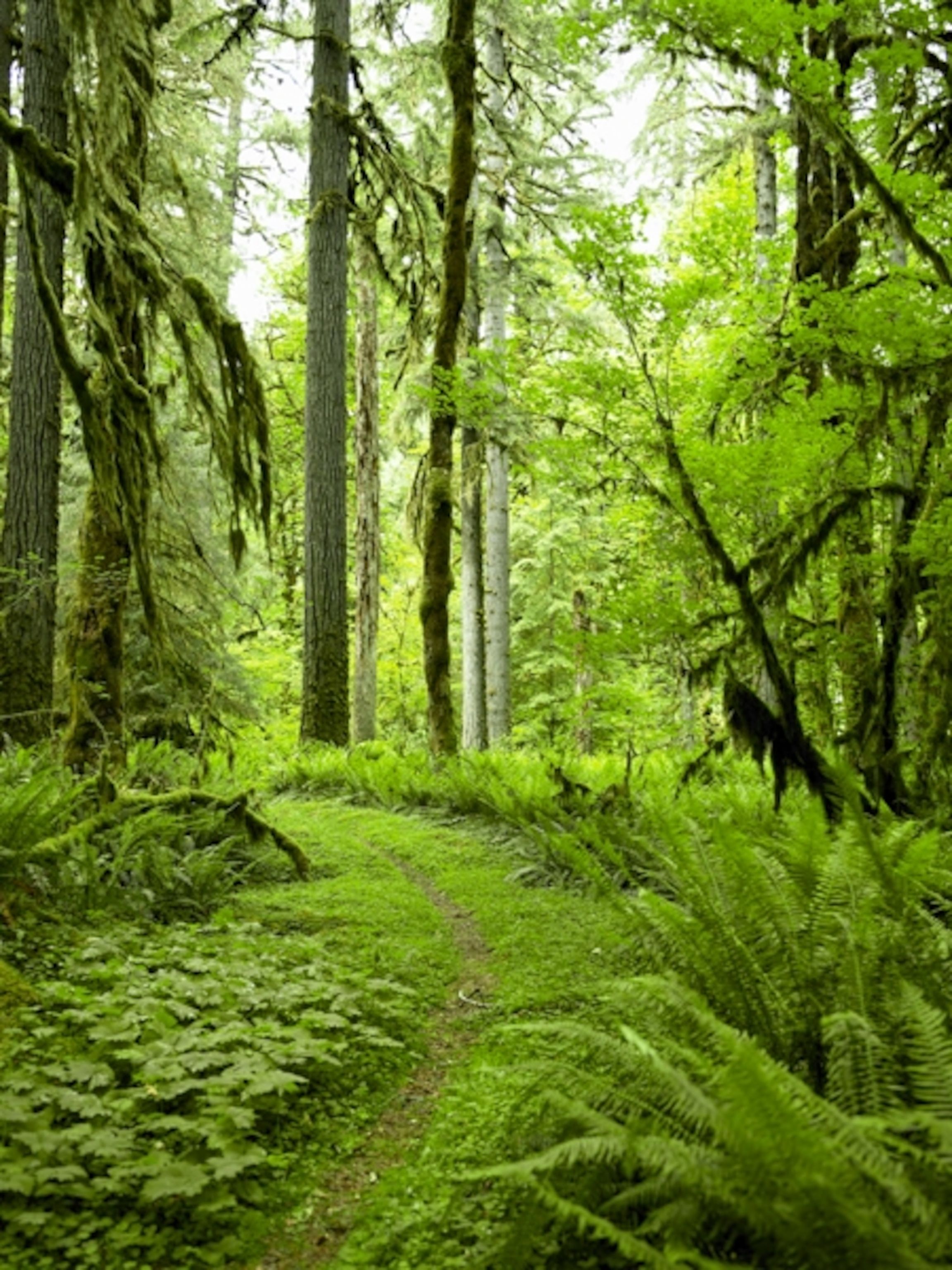 2304x3072 Habitats - Temperate Rain Forest Picture, Wallpaper, Downloads - National Geographic