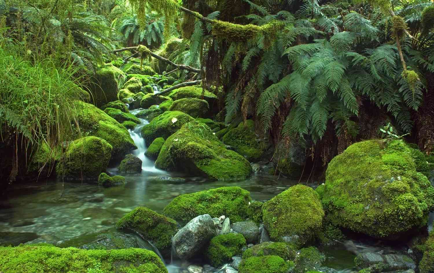 1500x943 Temperate Rainforests Around the World