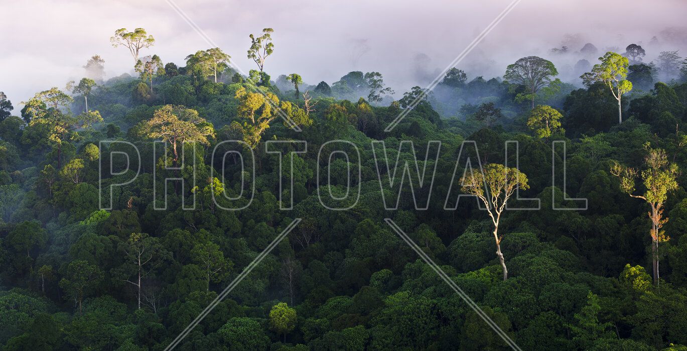 1369x699 Sunrise at Lowland Rainforest