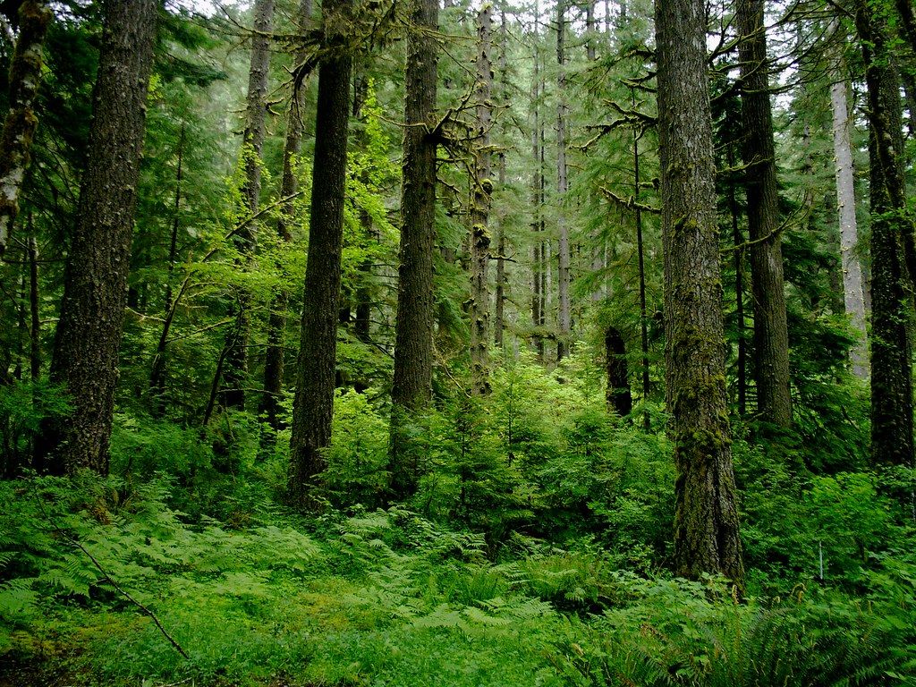 1024x768 Slow Temperate Rainforest. Coastal temperate rain