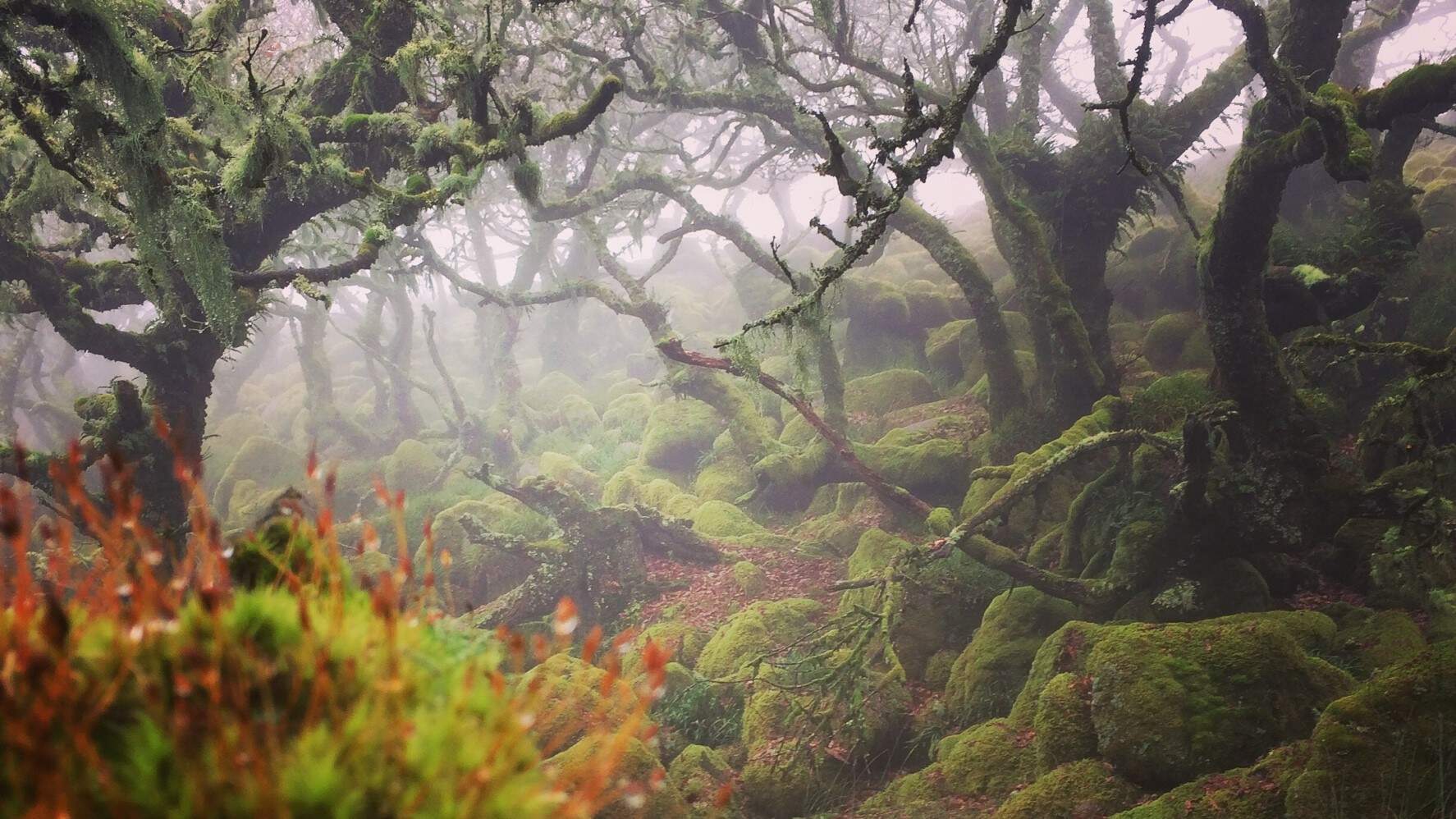 1774x998 Temperate rainforest