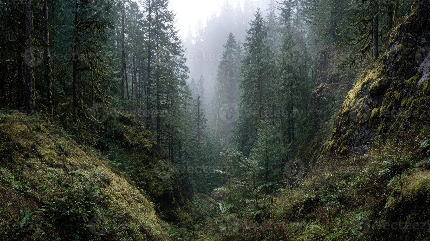 1749x980 Pacific Northwest forests Landscape with temperate rainforest ravine thick rainforest shrubs misty forest winter