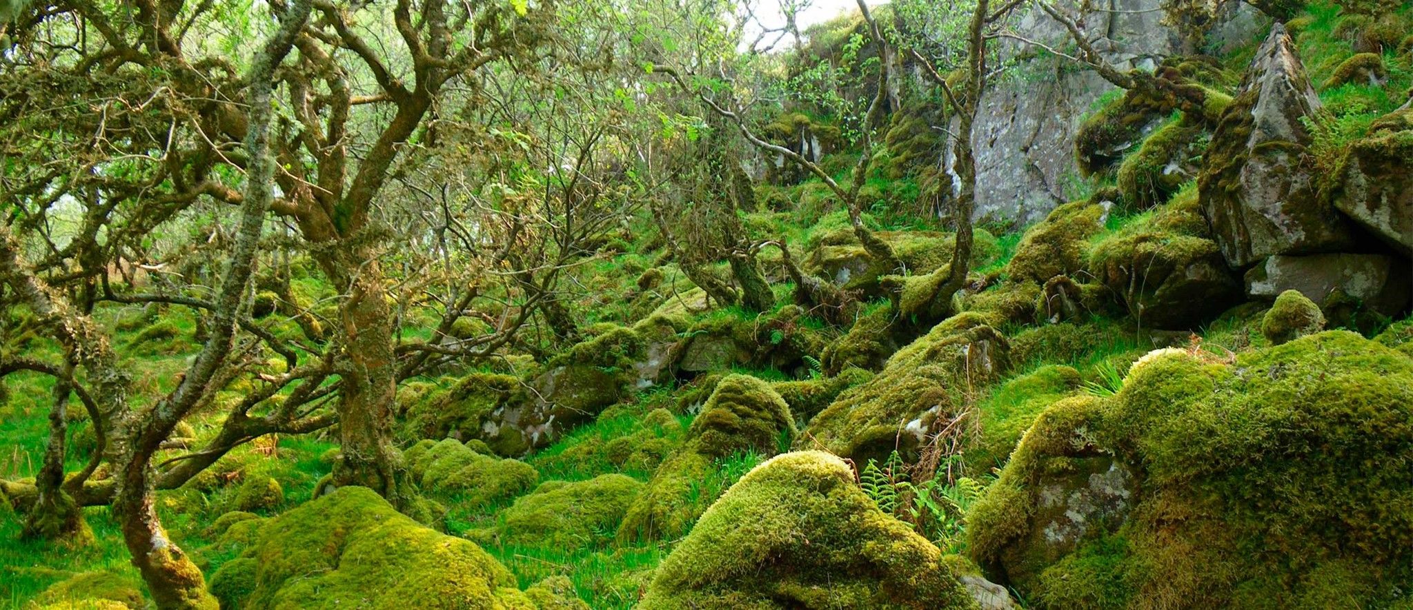 2048x885 Temperate Rainforest