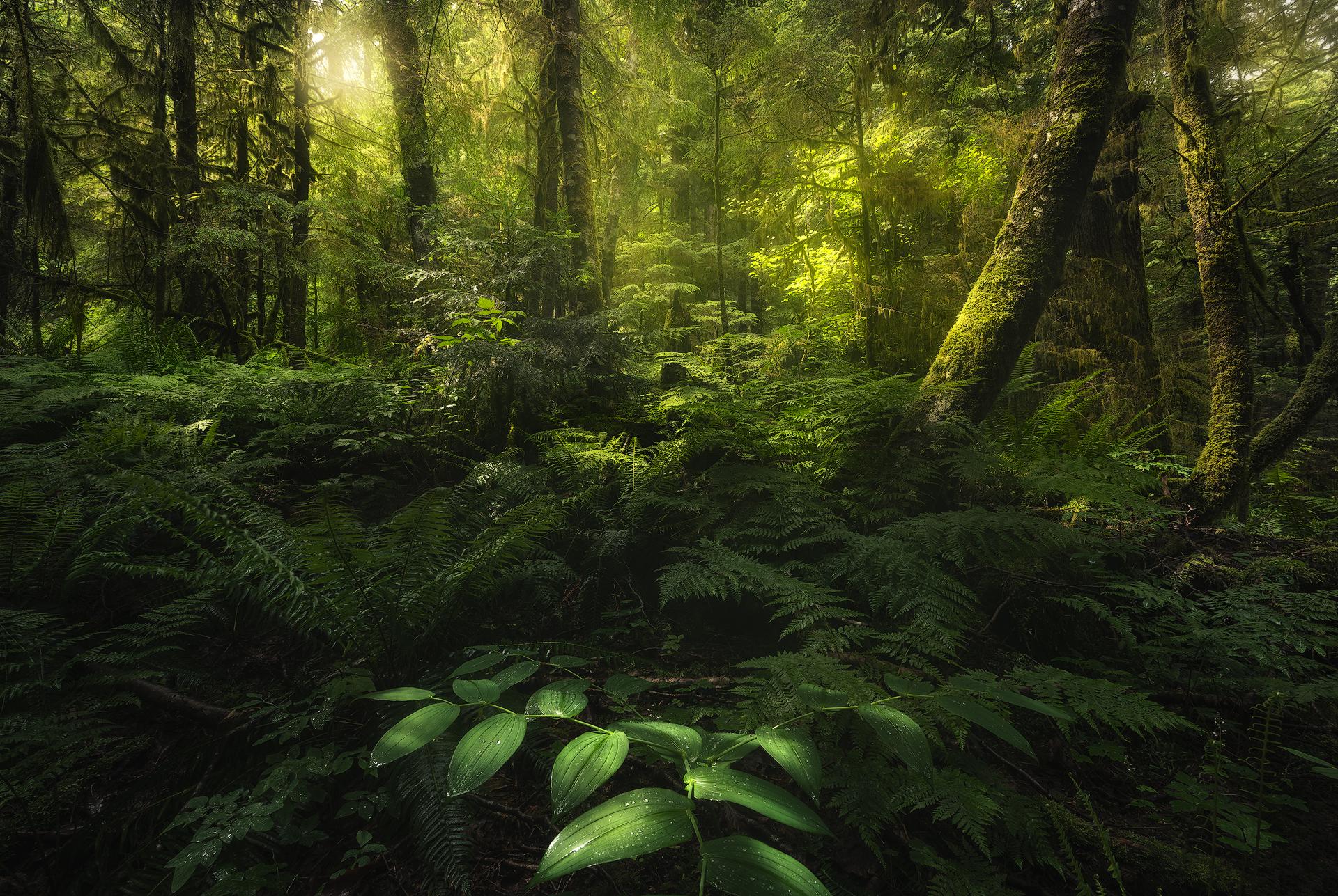 1920x1287 Our temperate rainforests are amazing. After hiking in the rain and fog, the weather cleared and the sun illuminated all of the lush greens of this beautiful part of North Vancouver