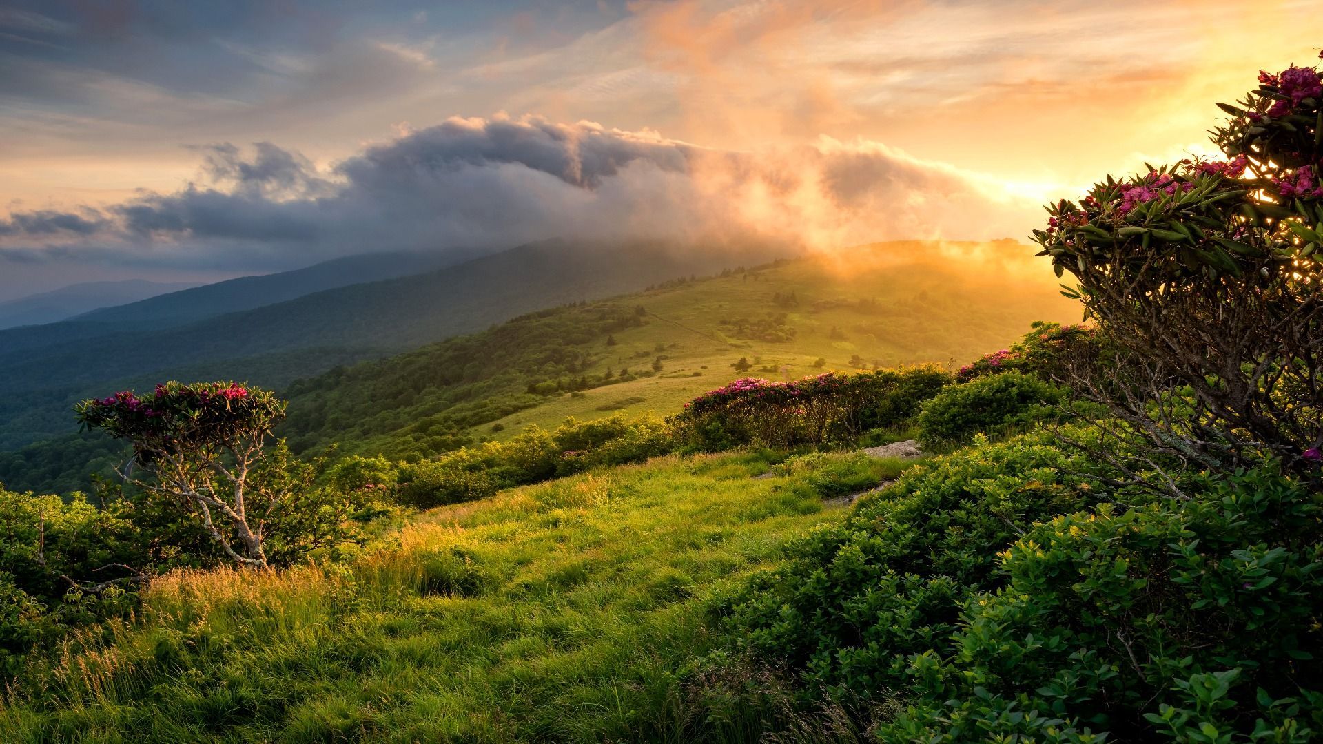1920x1080 Skip The Amazon & Visit The Appalachian Rainforest Instead
