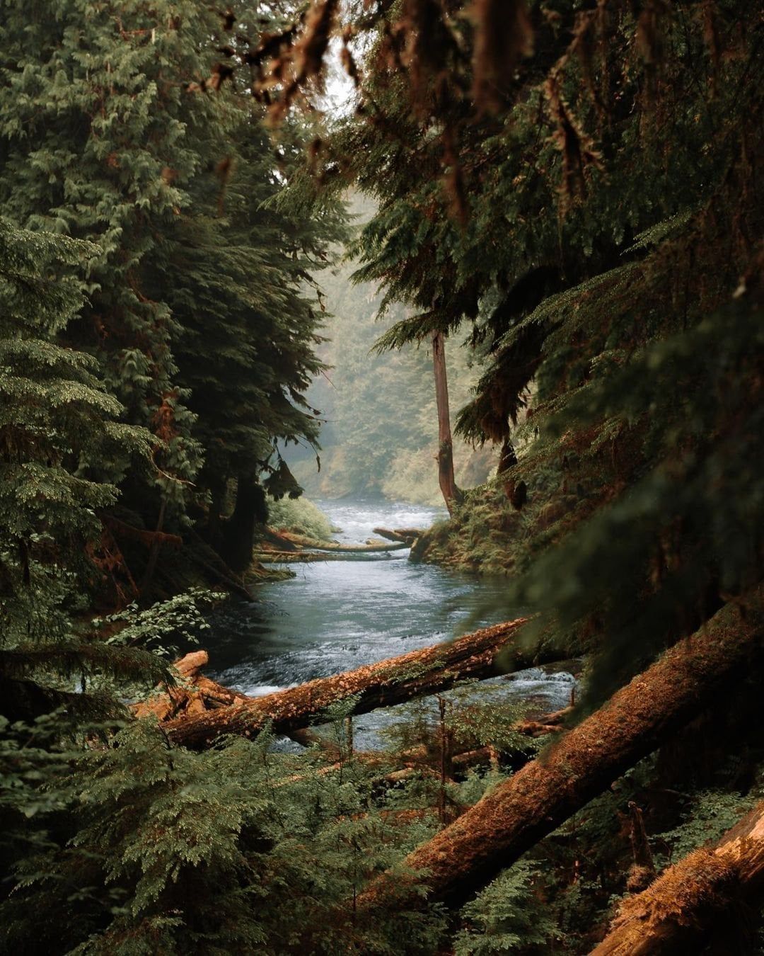 1080x1350 Creek flowing through a Pacific temperate rainforest in Oregon