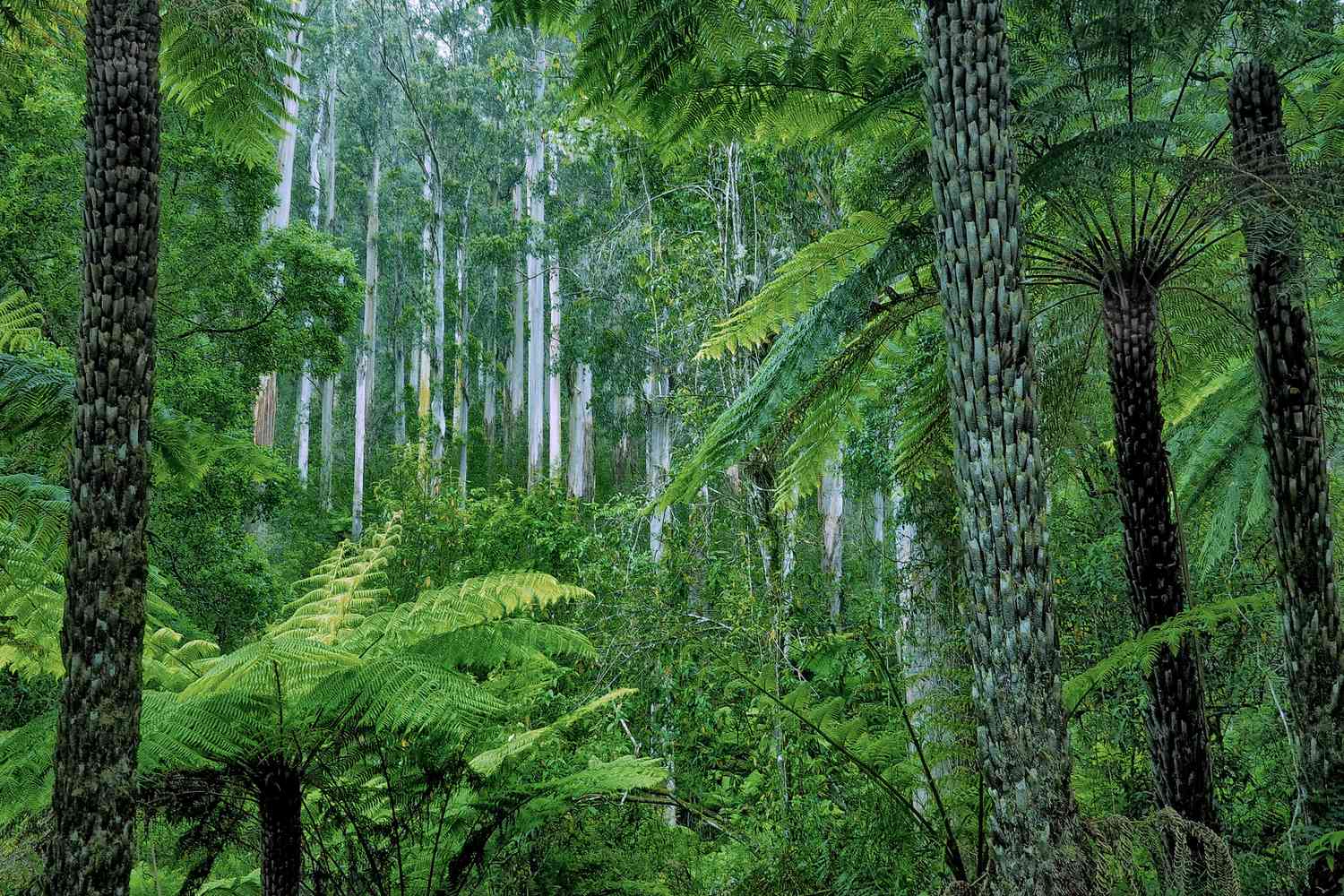 1500x1000 Temperate Rainforests Around the World
