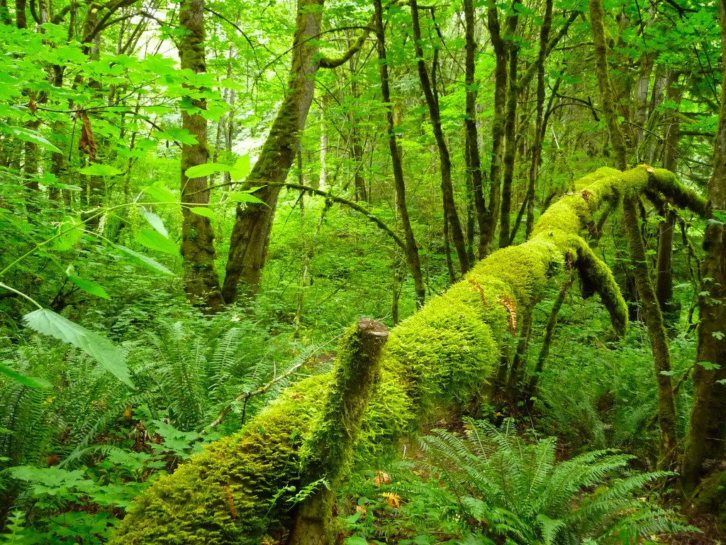 1024x768 Temperate Rainforest