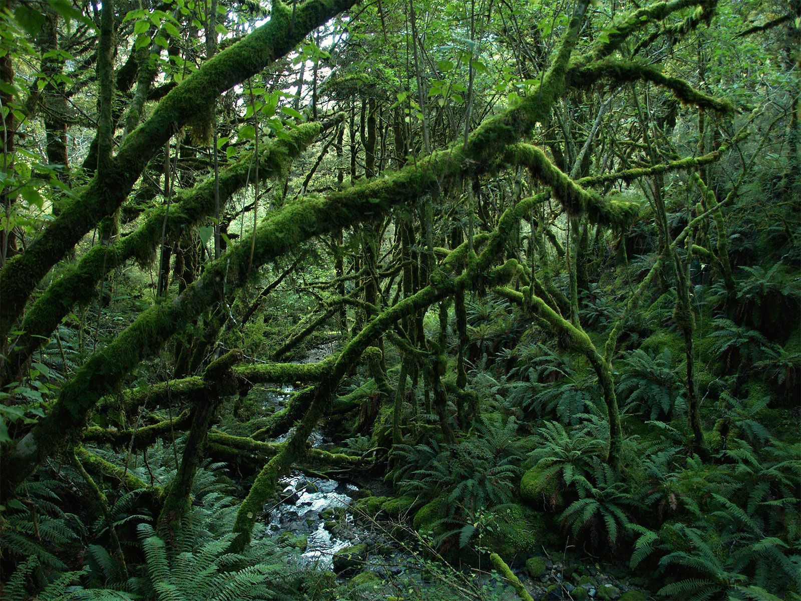 1600x1200 Temperate rainforest. Description, Climate, Life, & Facts