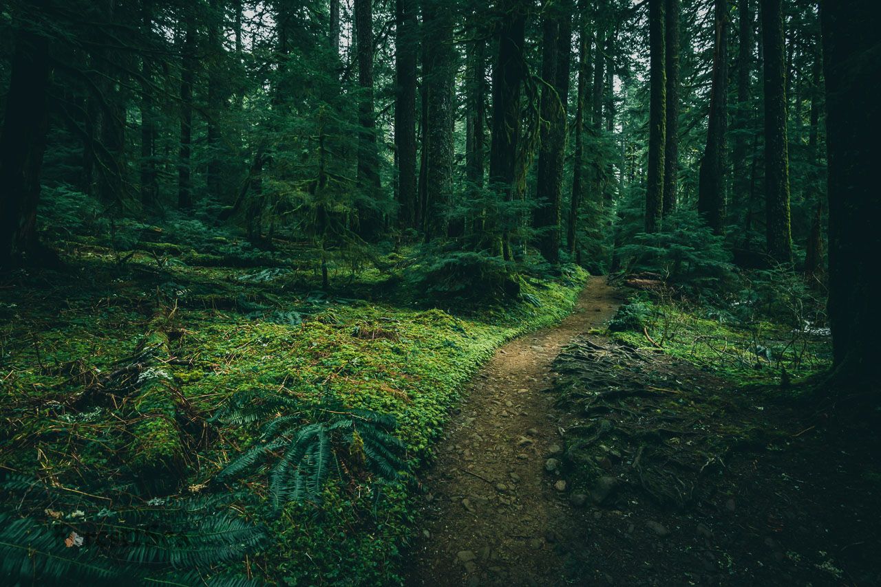 1280x854 Rainforest Landscape Image Adventure Photography