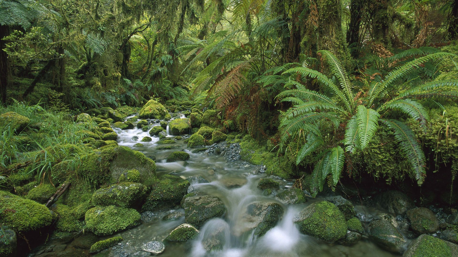 1920x1080 Temperate Forest Wallpaper