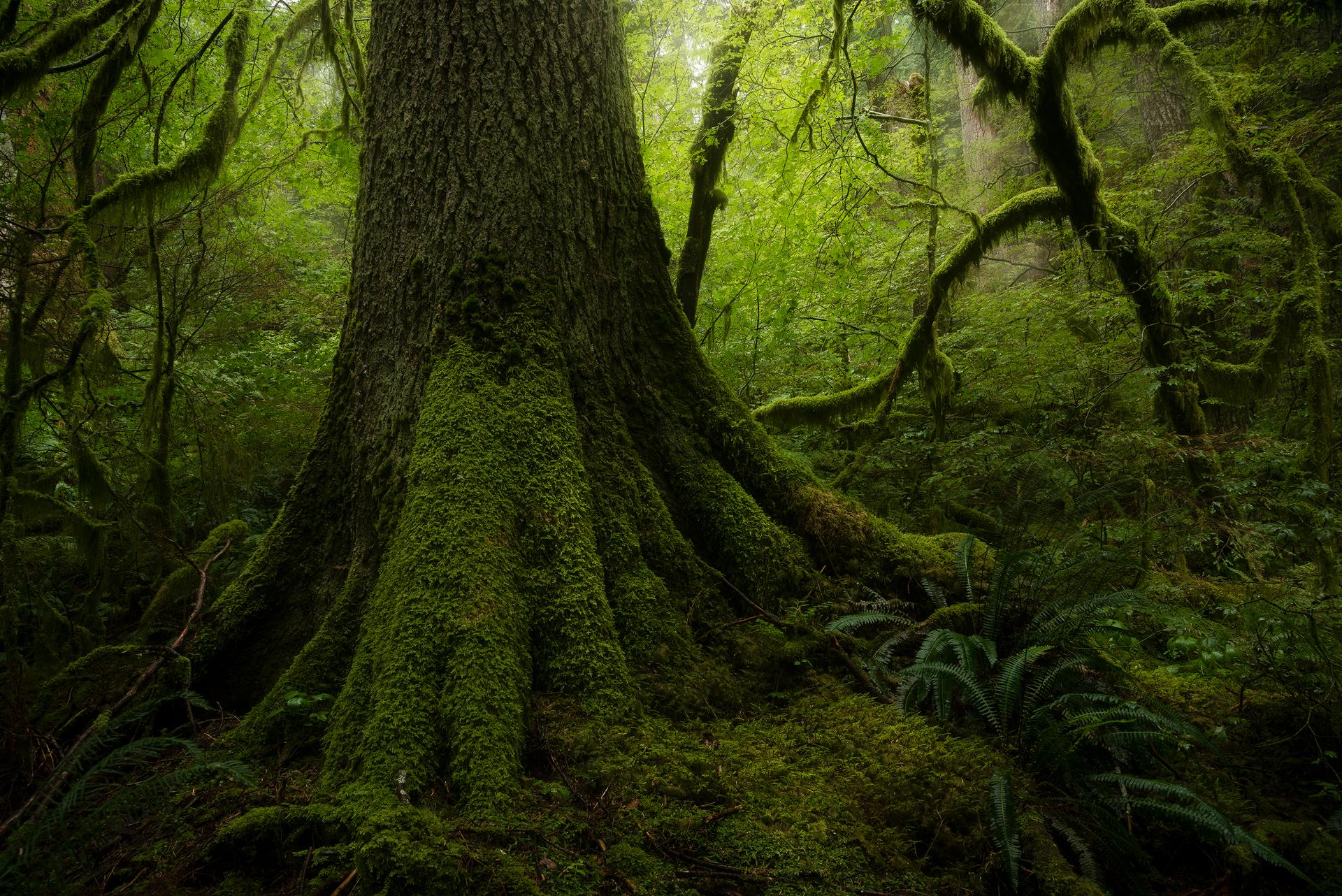 1920x1282 The temperate rainforest of British Columbia on a rainy day [OC] [1920x1282]
