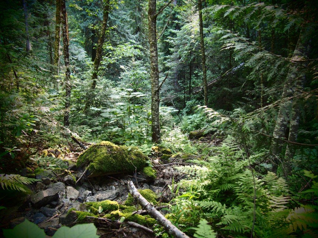 1024x768 Inland Temperate Rainforest Idaho