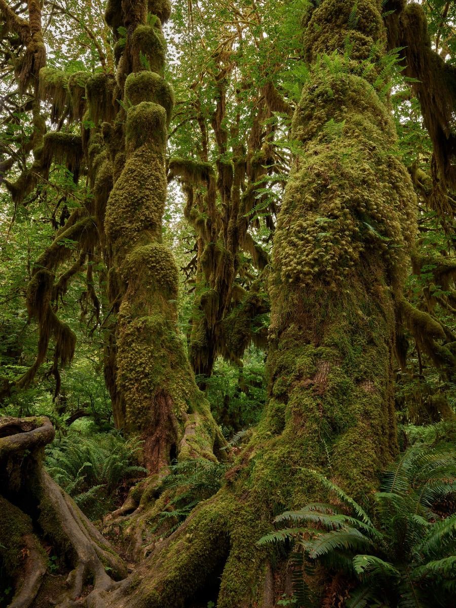 900x1200 Trees in a rainforest