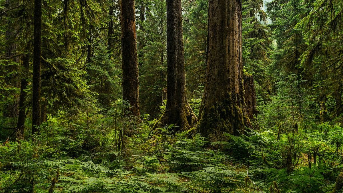 1200x675 Learn About Temperate Rainforests Around the World