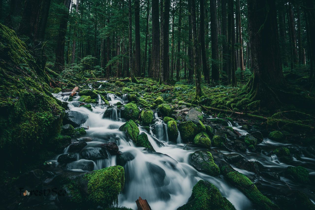 1280x854 Rainforest Water Image Adventure Photography