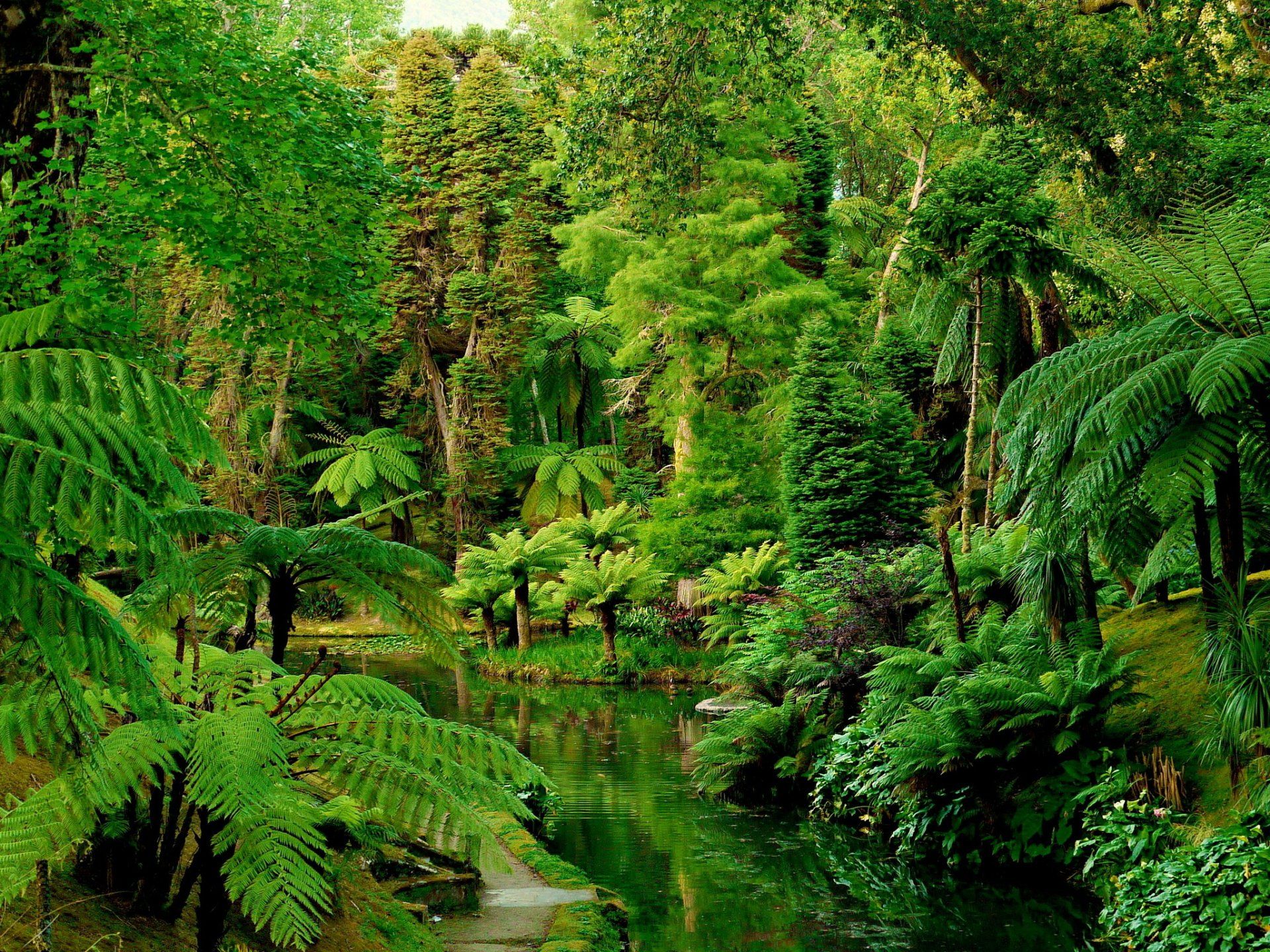 1920x1440 Lush Green Rainforest of Portugal