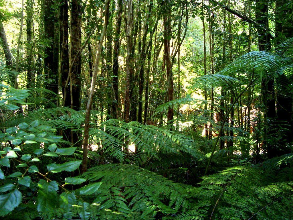 1024x768 Valdivian Temperate Rainforest: Clean your spirit in evergreen forests, in a rainy climate