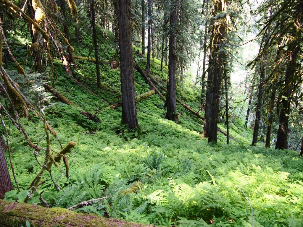 1024x768 Inland Temperate Rainforest Idaho. Fun on a north slope fil